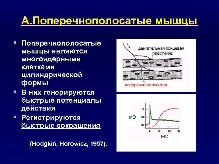 А. Поперечнополосатые мышцы § Поперечнополосатые § § мышцы являются многоядерными клетками цилиндрической формы В