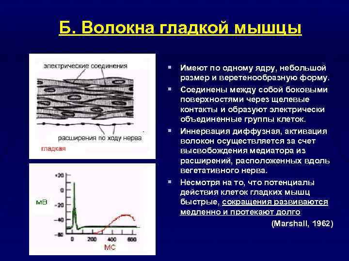 Потенциал покоя гладкомышечного волокна равен