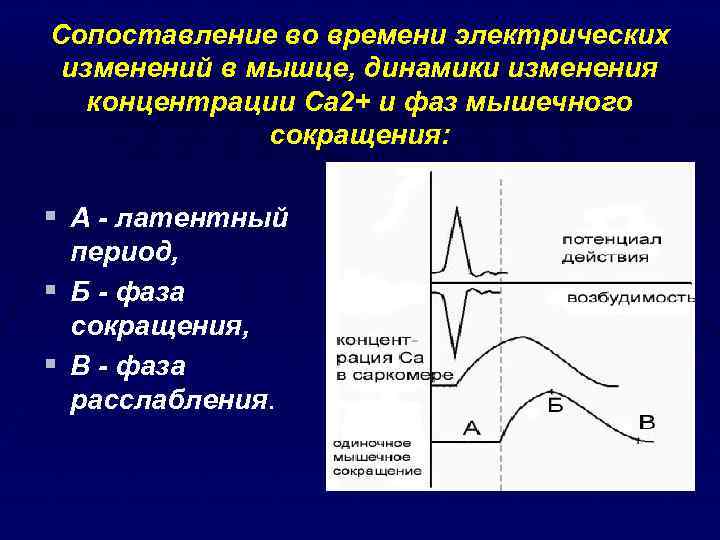 Сопоставление во времени электрических изменений в мышце, динамики изменения концентрации Ca 2+ и фаз