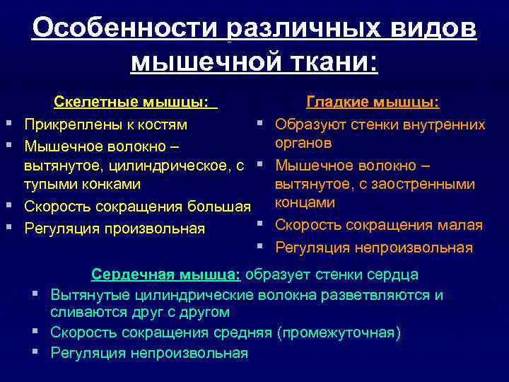 Особенности различных видов мышечной ткани: § § Скелетные мышцы: Прикреплены к костям § Мышечное