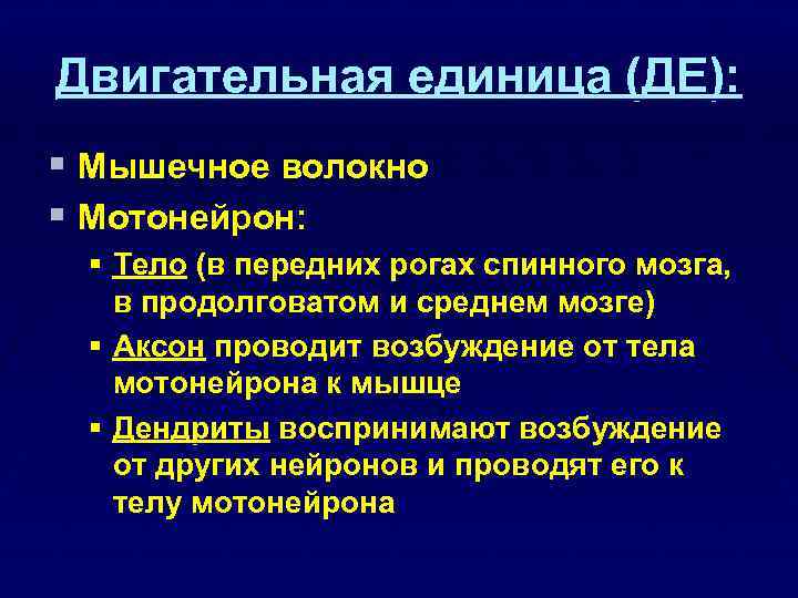 Двигательная единица (ДЕ): § Мышечное волокно § Мотонейрон: § Тело (в передних рогах спинного
