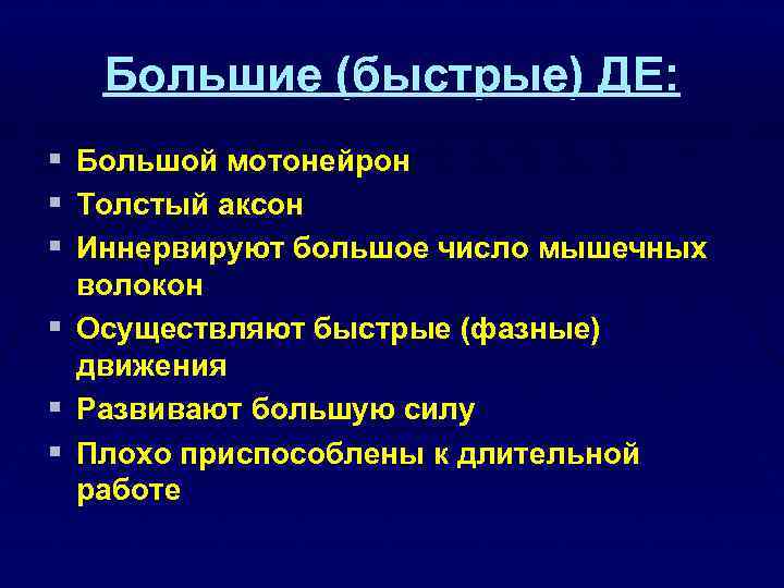 Большие (быстрые) ДЕ: § Большой мотонейрон § Толстый аксон § Иннервируют большое число мышечных