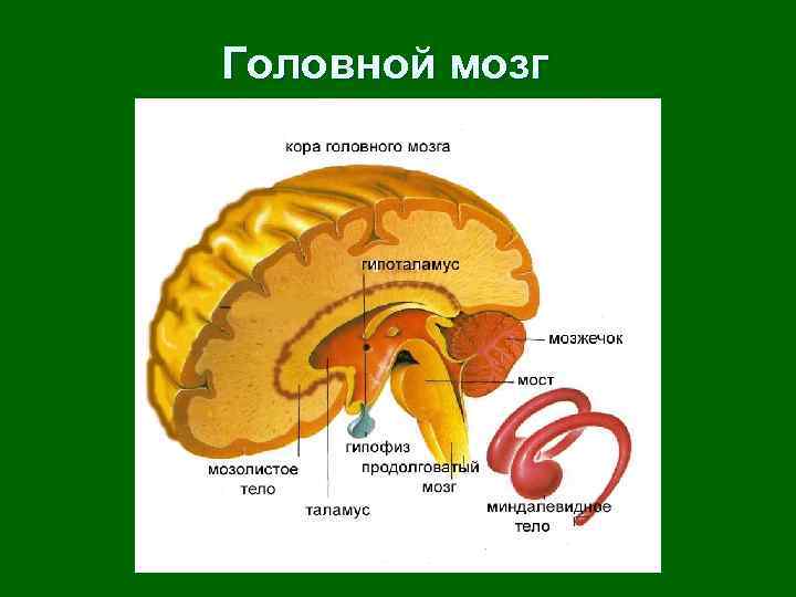 Головной мозг 