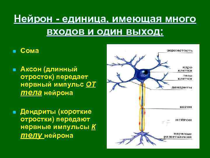Нейрон - единица, имеющая много входов и один выход: n Сома n Аксон (длинный