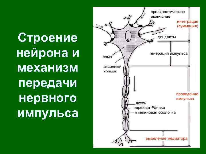 синаптические пузырьки гистология. возникновение и проведение нервного импульса. схема проведения нервного импульса. передача нервного импульса с нейрона. строение химического синапса рисунок.