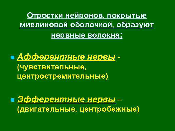 Отростки нейронов, покрытые миелиновой оболочкой, образуют нервные волокна: n Афферентные нервы (чувствительные, центростремительные) n