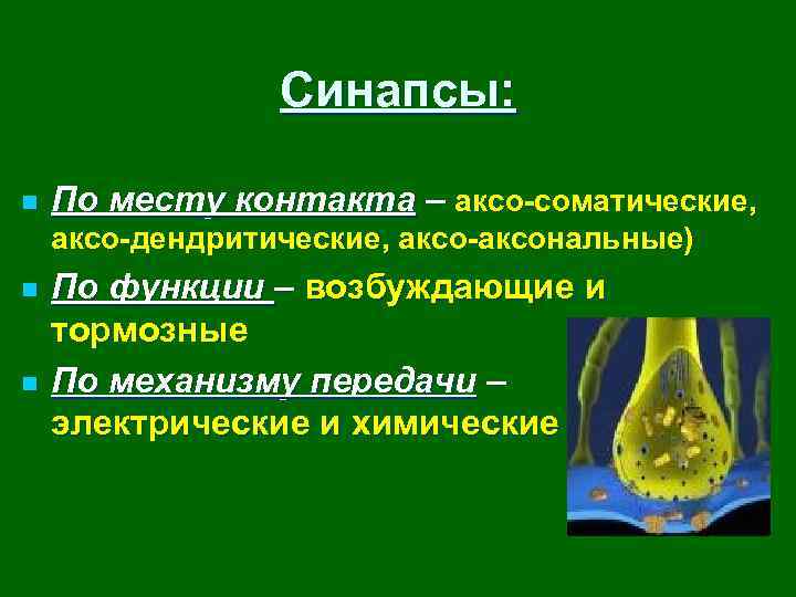 Синапсы: n По месту контакта – аксо-соматические, аксо-дендритические, аксо-аксональные) n n По функции –