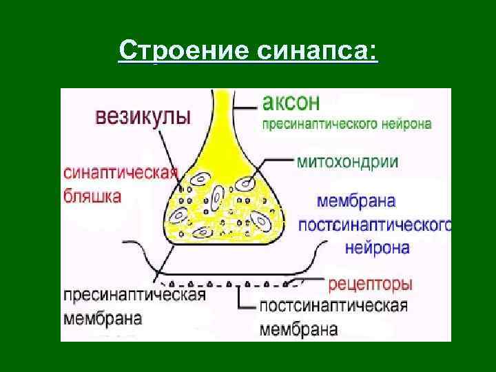 Нервный синапс функции