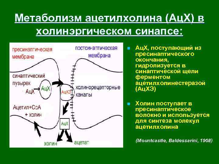 Метаболизм ацетилхолина (Ац. Х) в холинэргическом синапсе: n Ац. Х, поступающий из пресинаптического окончания,