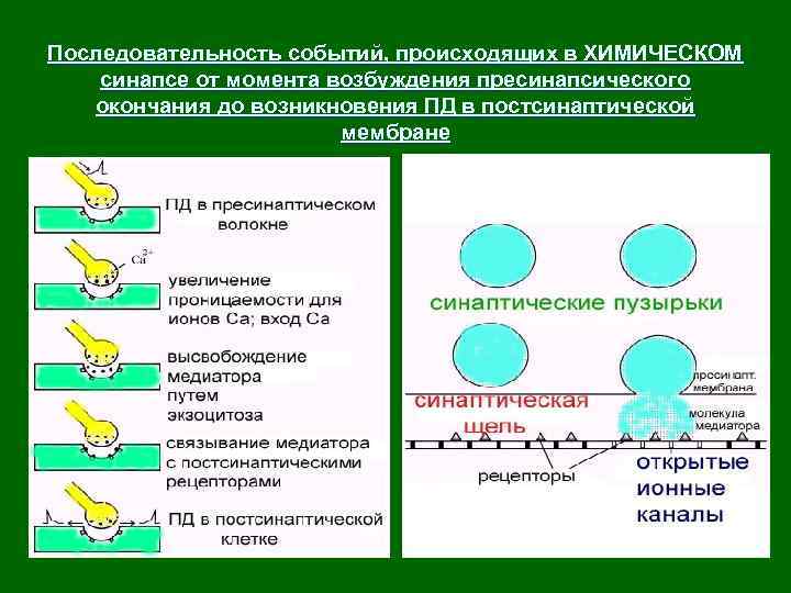 Последовательность событий, происходящих в ХИМИЧЕСКОМ синапсе от момента возбуждения пресинапсического окончания до возникновения ПД
