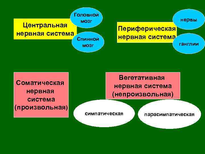 Головной мозг Центральная нервная система Соматическая нервная система (произвольная) Спинной мозг нервы Периферическая нервная