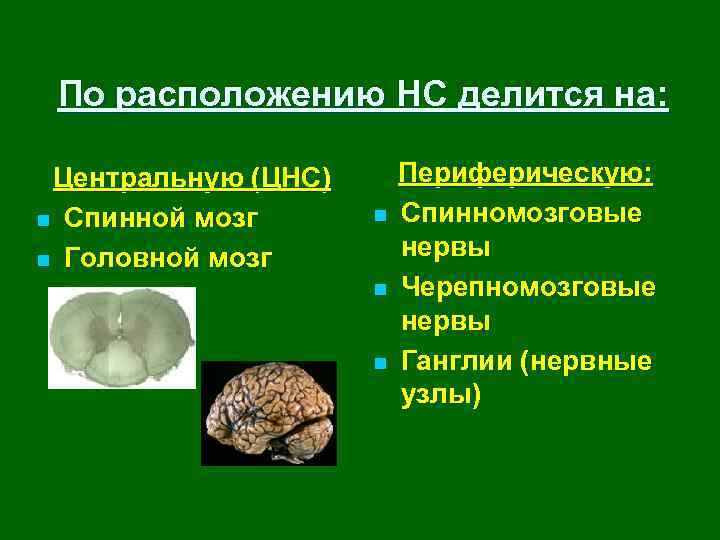 По расположению НС делится на: Центральную (ЦНС) n Спинной мозг n Головной мозг n