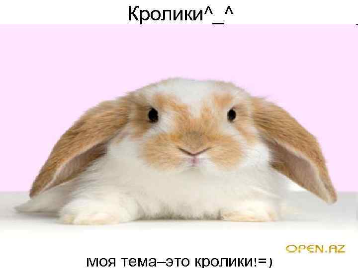 Кролики^_^ Моя тема–это кролики!=) 