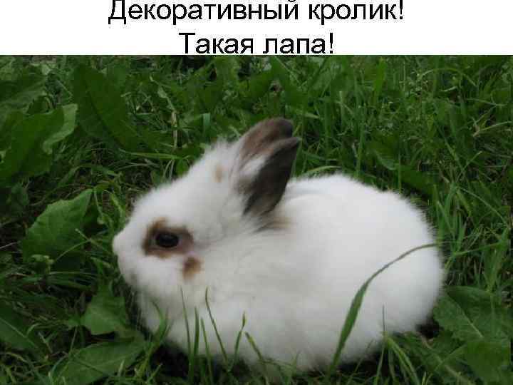 Декоративный кролик! Такая лапа! 