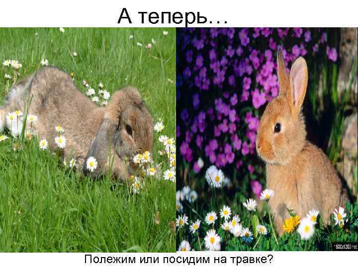 А теперь… Полежим или посидим на травке? 