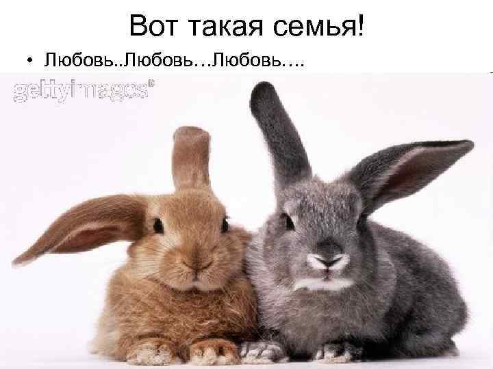 Вот такая семья! • Любовь. . Любовь…. 