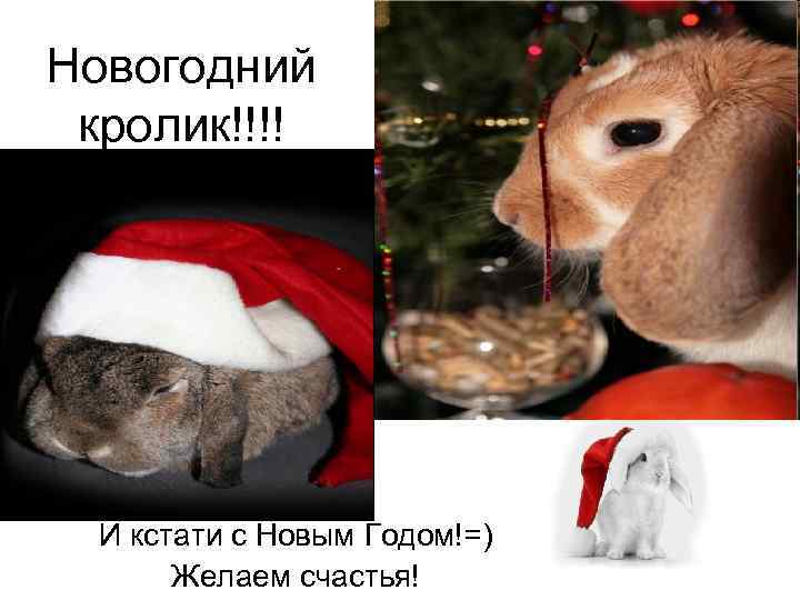 Новогодний кролик!!!! И кстати с Новым Годом!=) Желаем счастья! 
