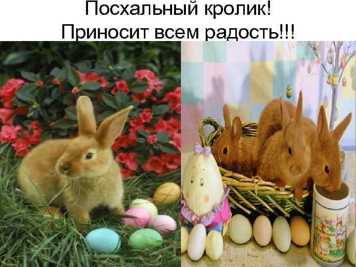 Посхальный кролик! Приносит всем радость!!! 