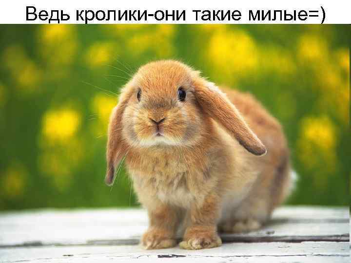 Ведь кролики-они такие милые=) 