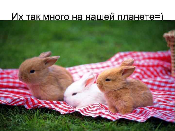Их так много на нашей планете=) 