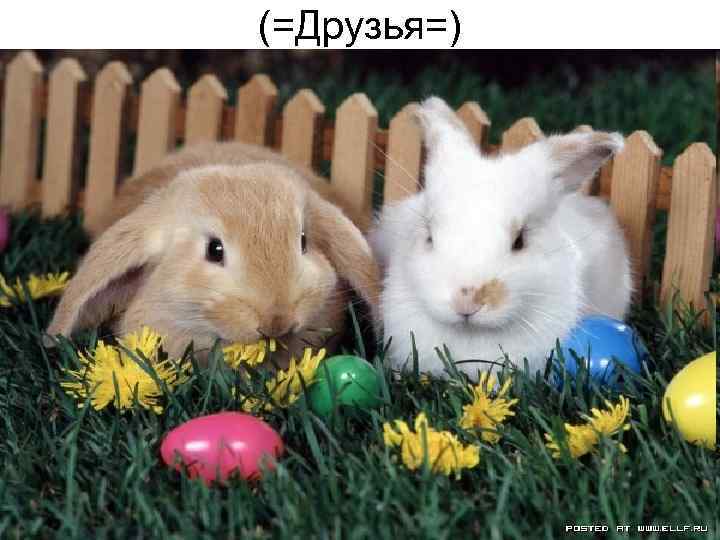 (=Друзья=) 