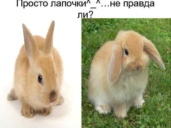 Просто лапочки^_^…не правда ли? 