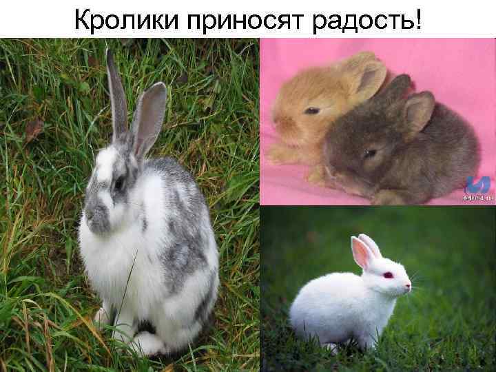Кролики приносят радость! 