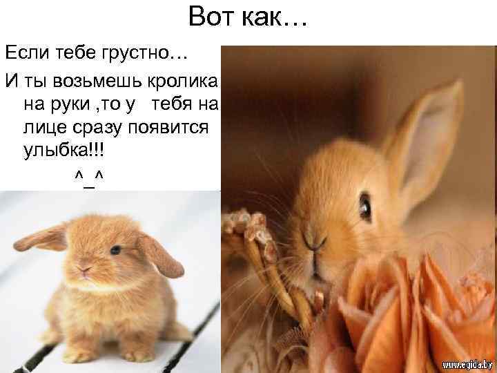 Вот как… Если тебе грустно… И ты возьмешь кролика на руки , то у