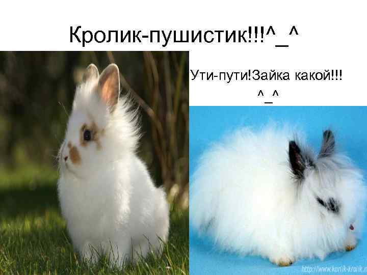 Кролик-пушистик!!!^_^ Ути-пути!Зайка какой!!! ^_^ 