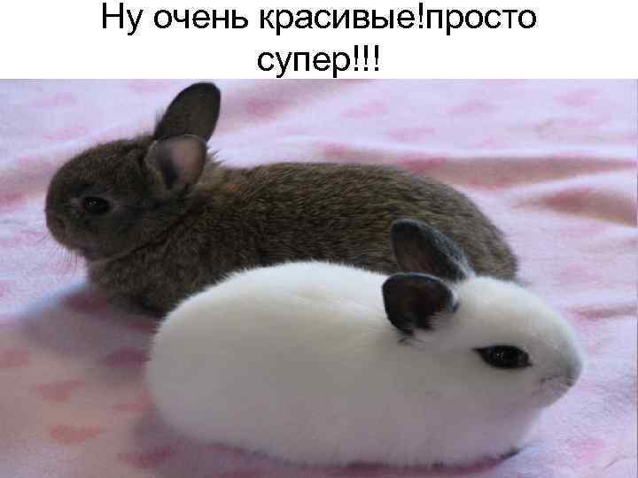 Ну очень красивые!просто супер!!! 