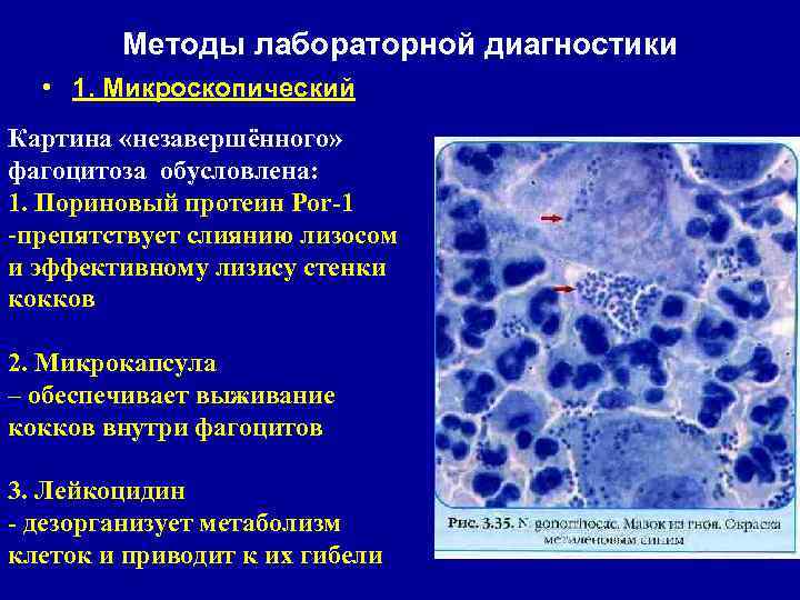 Зарисуйте схемы незавершенного фагоцитоза гонококка и завершенного фагоцитоза стафилококка