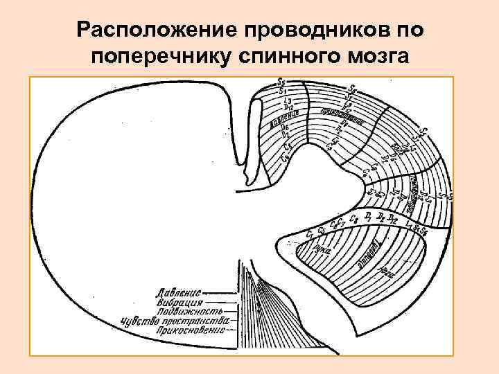 Расположение проводников по поперечнику спинного мозга 