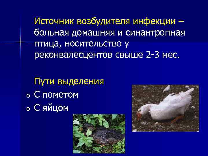 Источник возбудителя инфекции – больная домашняя и синантропная птица, носительство у реконвалесцентов свыше 2