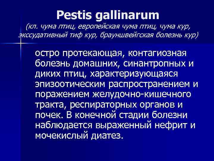 Pestis gallinarum (кл. чума птиц, европейская чума птиц, чума кур, экссудативный тиф кур, брауншвейгская