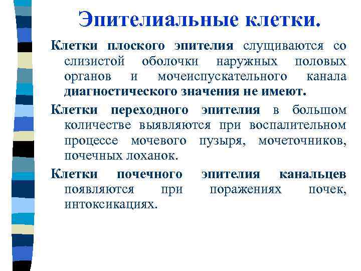 Эпителиальные клетки. Клетки плоского эпителия слущиваются со слизистой оболочки наружных половых органов и мочеиспускательного