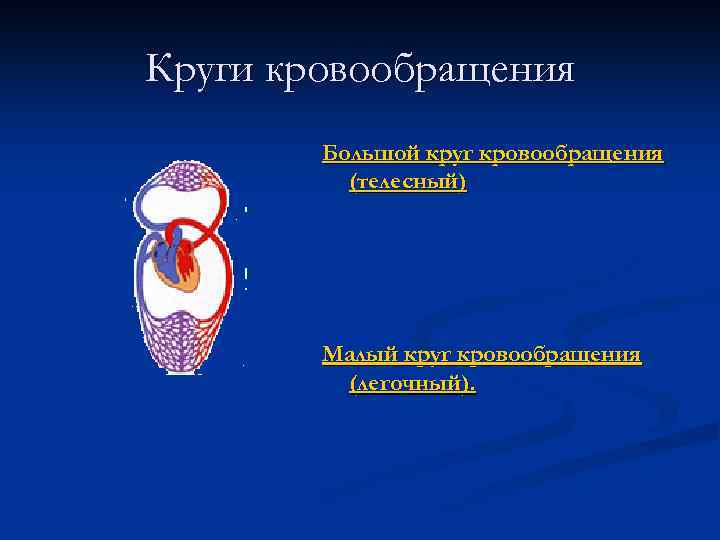 Круги кровообращения Большой круг кровообращения (телесный) Малый круг кровообращения (легочный). 
