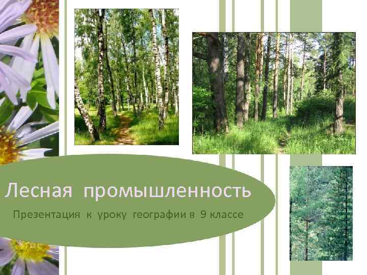 Лесная промышленность Презентация к уроку географии в 9 классе 