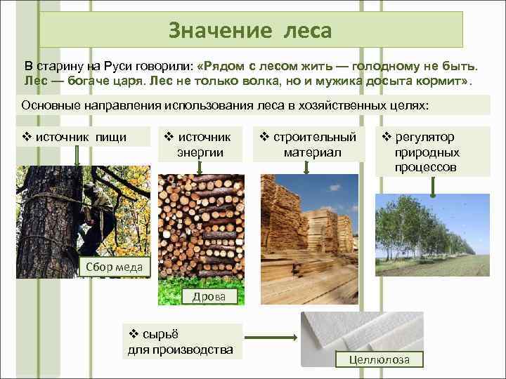 Значение леса В старину на Руси говорили: «Рядом с лесом жить — голодному не