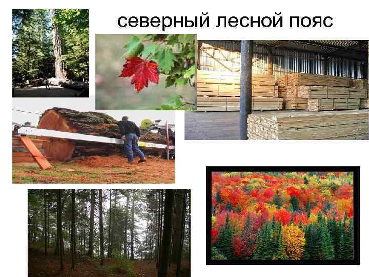  северный лесной пояс 