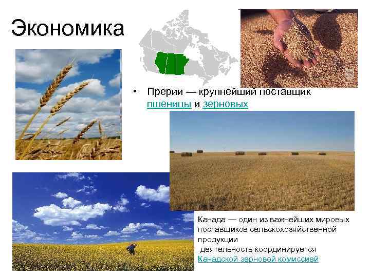 Экономика • Прерии — крупнейший поставщик пшеницы и зерновых Канада — один из важнейших