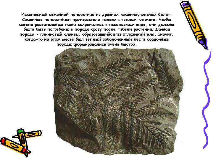 Ископаемый семенной папоротник из древних каменноугольных болот. Семенные папоротники произрастали только в теплом климате.