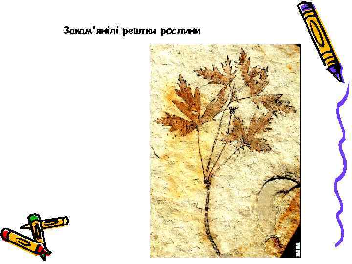 Закам'янілі рештки рослини 