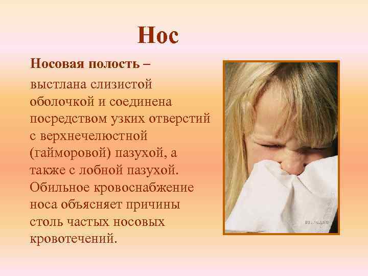 Нос Носовая полость – выстлана слизистой оболочкой и соединена посредством узких отверстий с верхнечелюстной