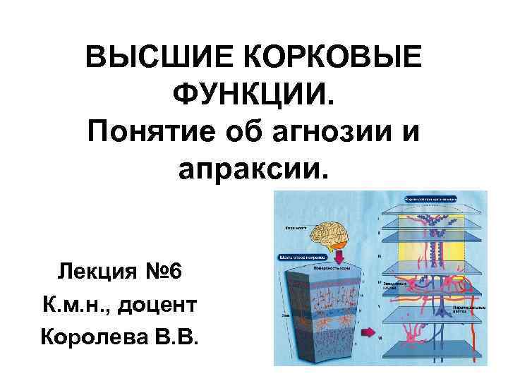 Высшие корковые функции. Высшие корковые функции неврология. Наивысшие корковые функции. Высшие корковые функции перечислить. Высшие корковые функции кратко.