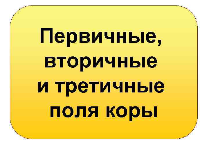 Первичные, вторичные и третичные поля коры 