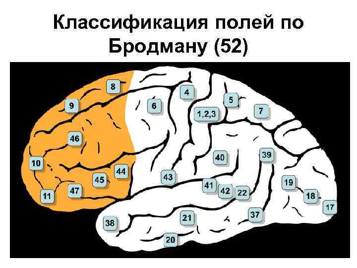 Поля по бродману картинка