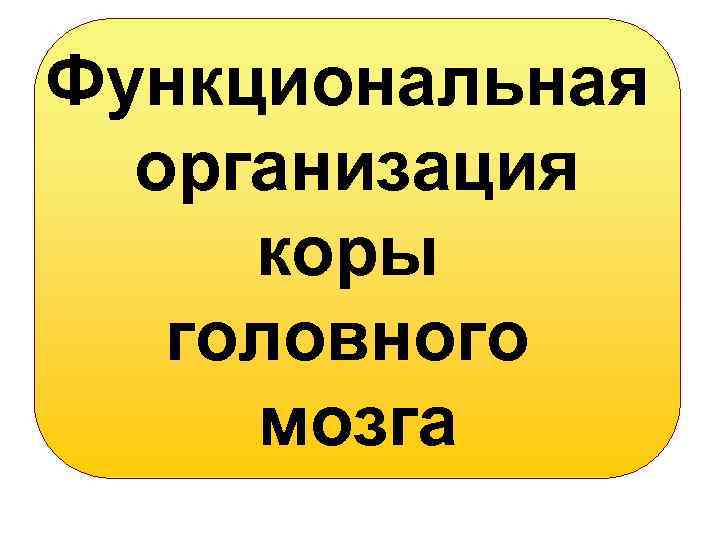 Функциональная организация коры головного мозга 