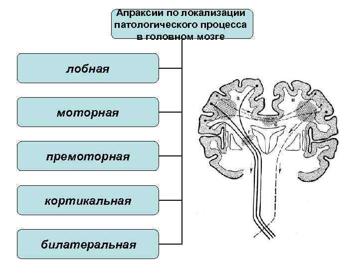 Высшие корковые функции