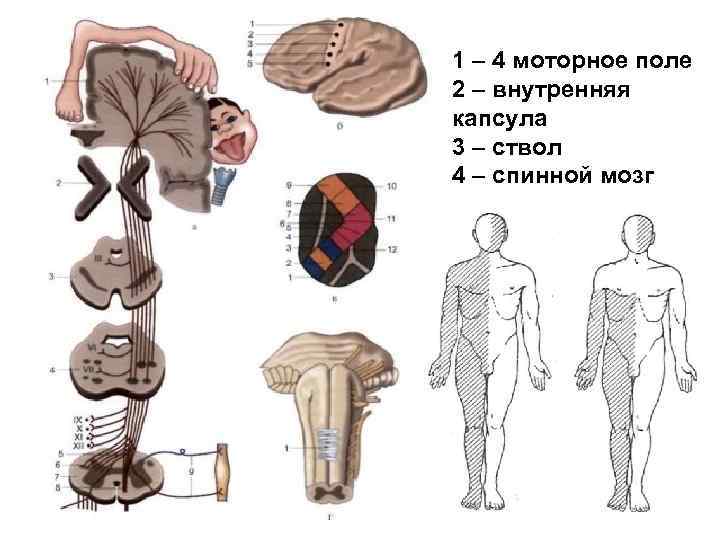 1 – 4 моторное поле 2 – внутренняя капсула 3 – ствол 4 –