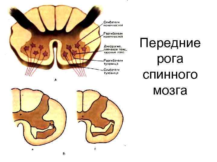 Передние рога спинного мозга 